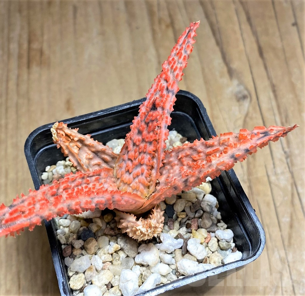 SHPR32022 Aloe TCT hybrid - Obrázek 2