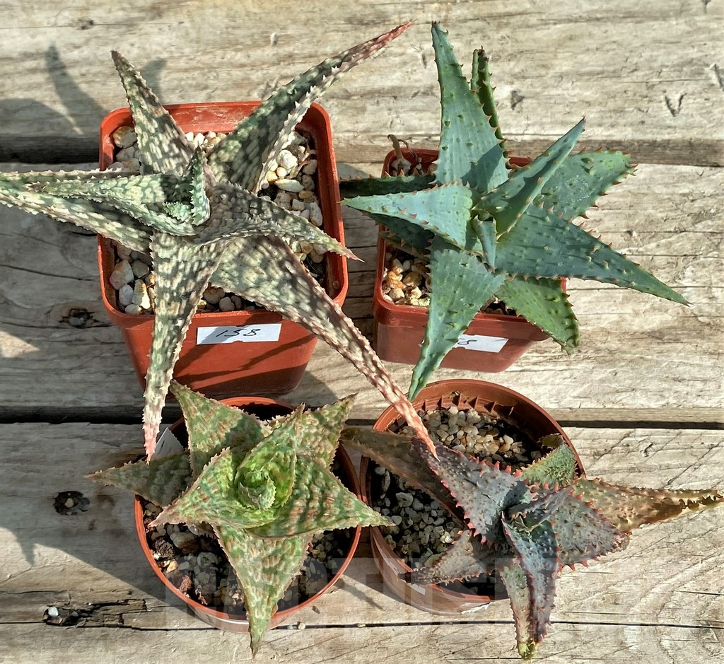 SET158 Aloe hybrid mix - Image 2