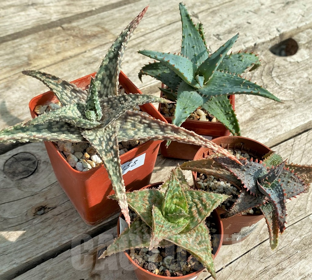 SET158 Aloe hybrid mix