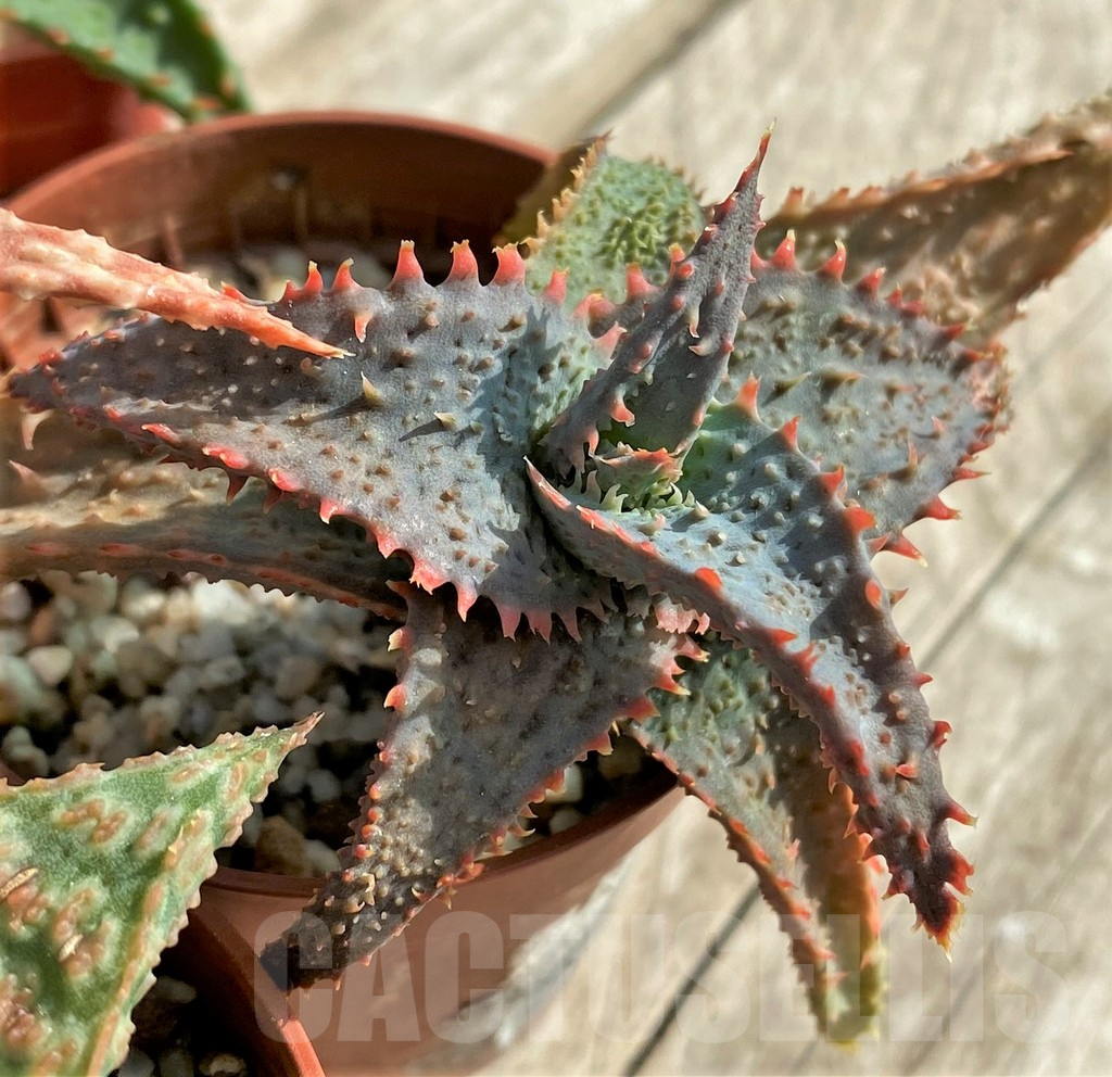 SET158 Aloe hybrid mix - Image 4