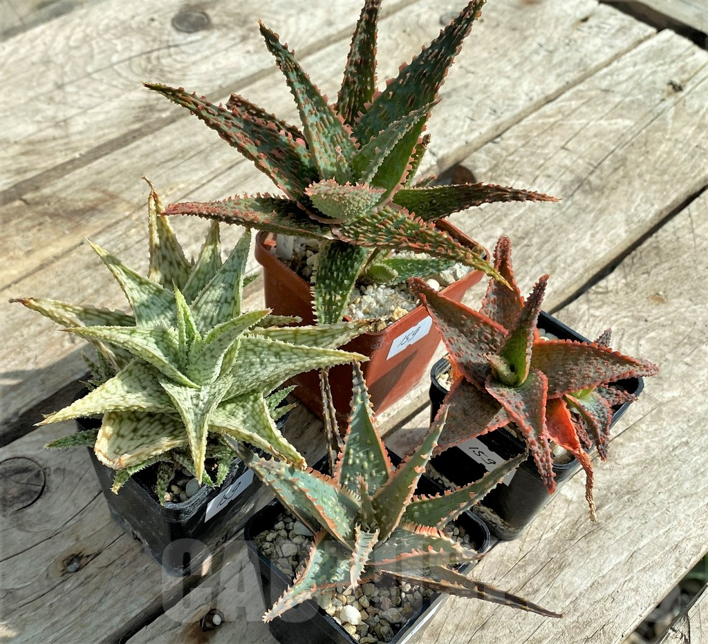 SET159 Aloe hybrid mix