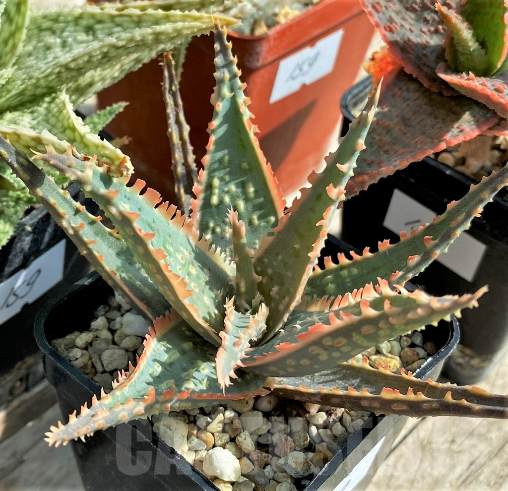 SET159 Aloe hybrid mix - Image 3