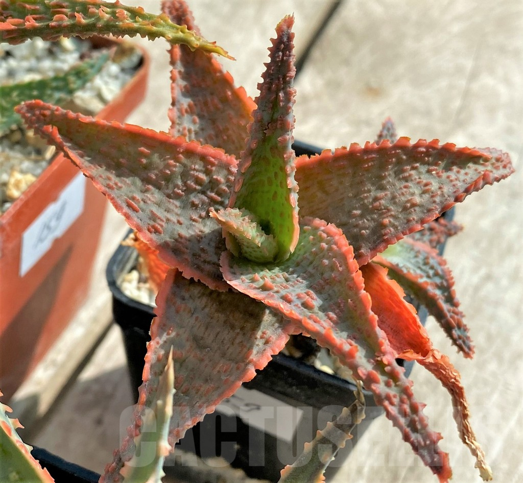 SET159 Aloe hybrid mix - Image 4