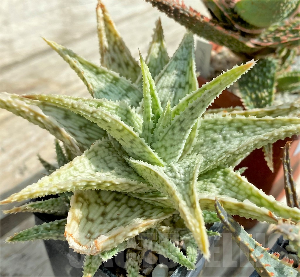 SET159 Aloe hybrid mix - Image 5