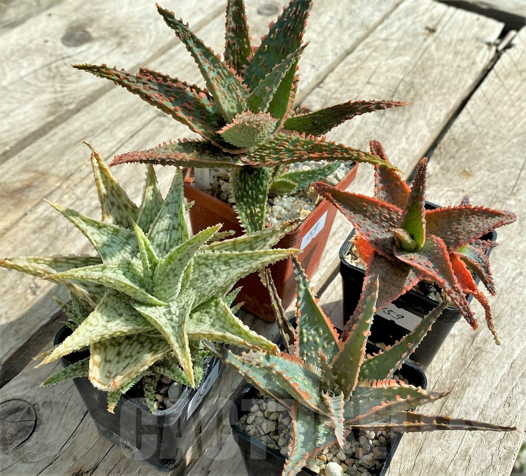 SET159 Aloe hybrid mix - Image 6