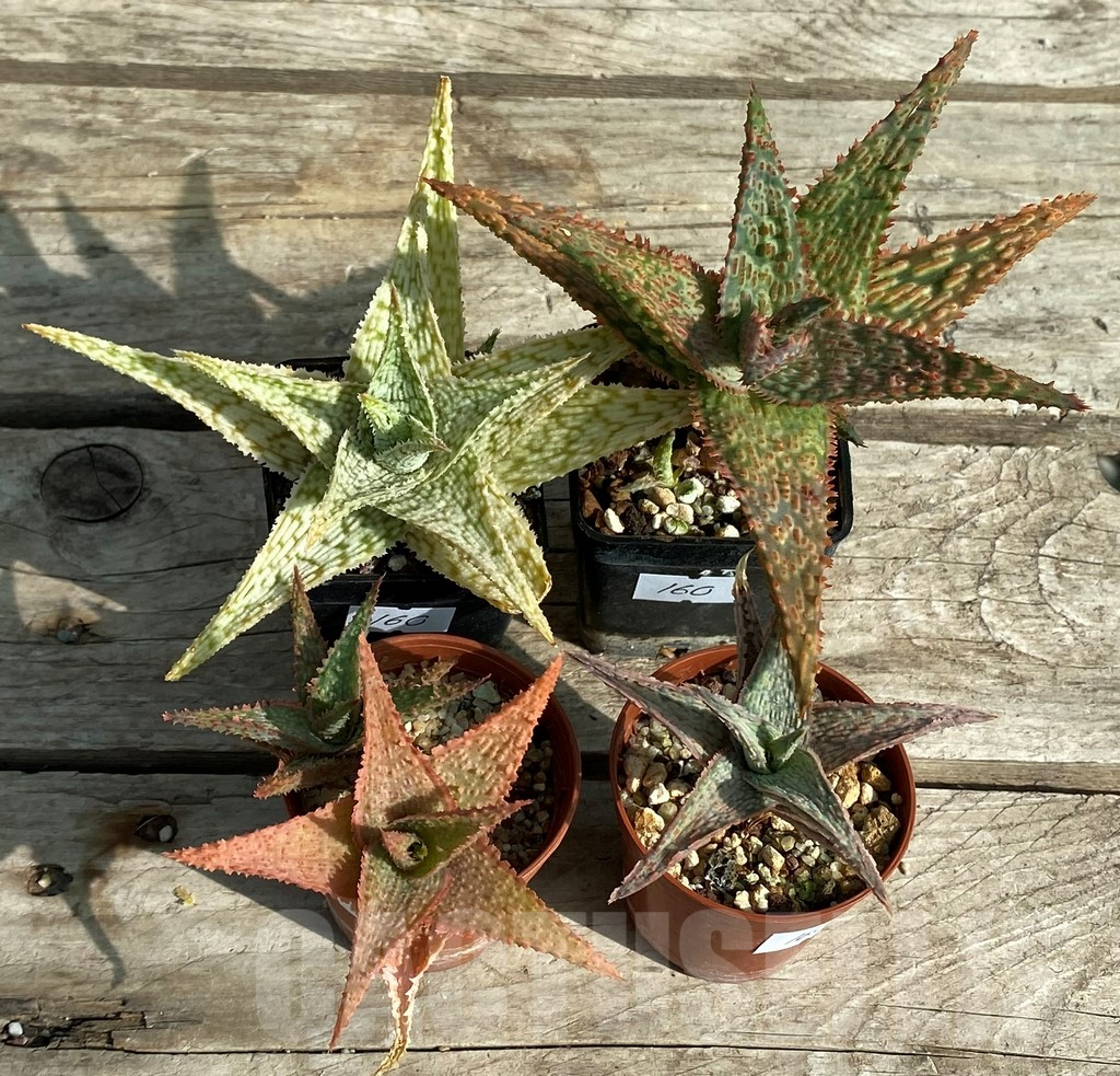 SET160 Aloe hybrid mix - Image 2