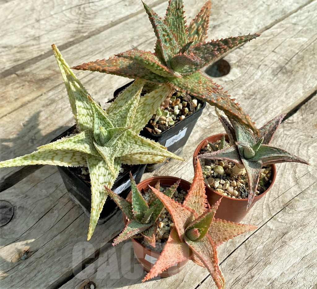 SET160 Aloe hybrid mix