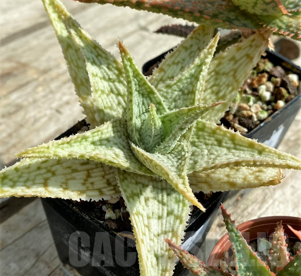 SET160 Aloe hybrid mix - Image 3