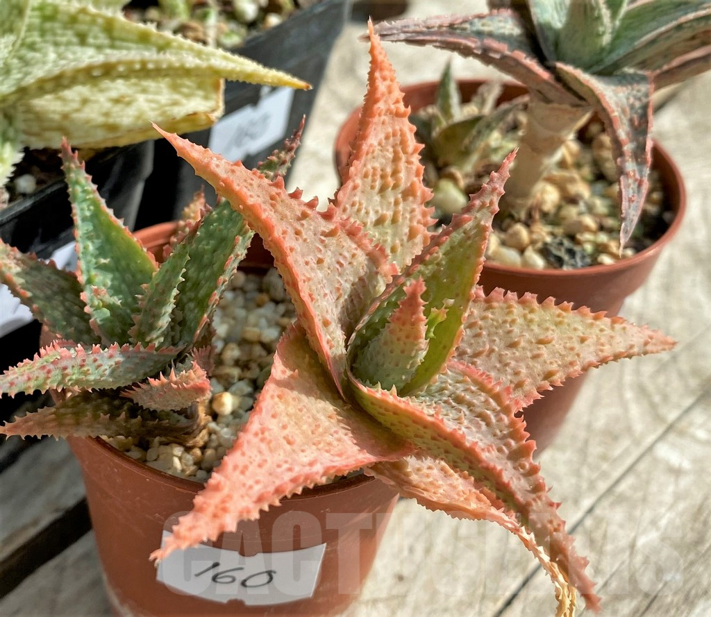 SET160 Aloe hybrid mix - Image 4