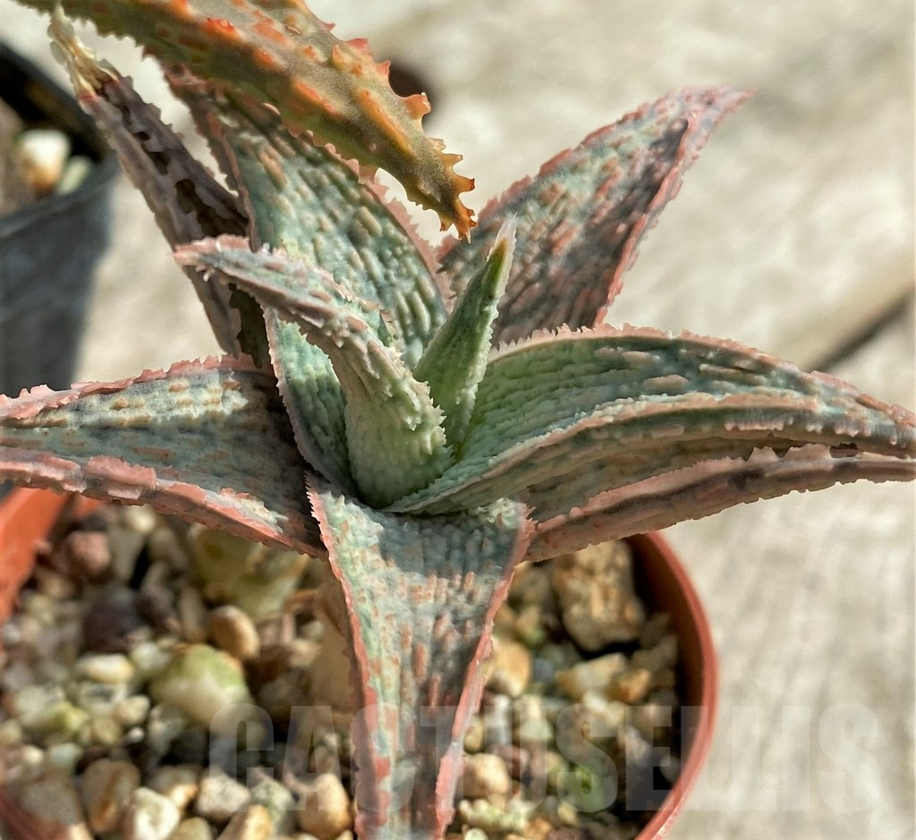 SET160 Aloe hybrid mix - Image 5