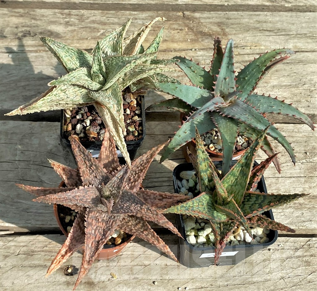 SET161 Aloe hybrid mix - Image 2