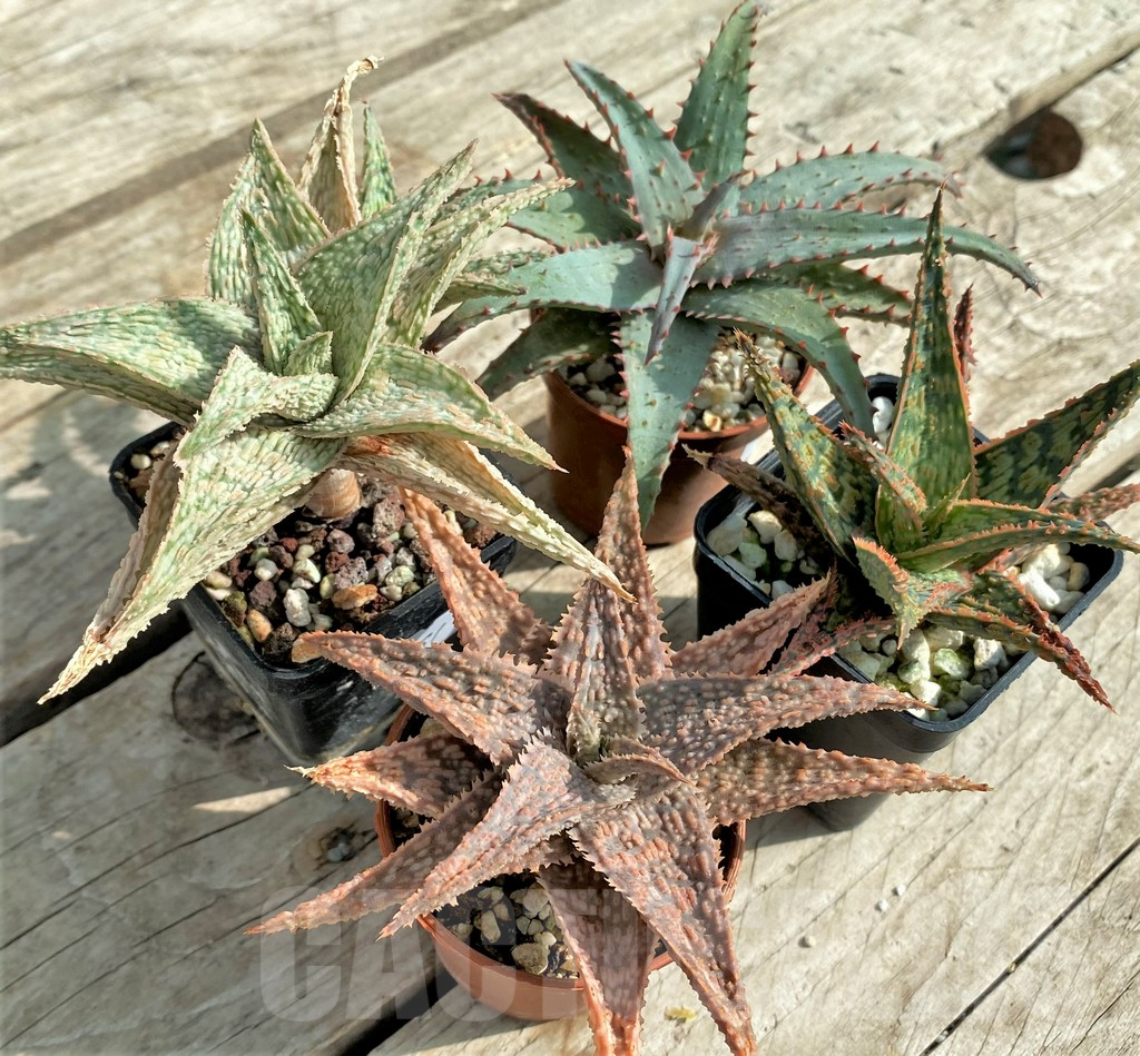 SET161 Aloe hybrid mix