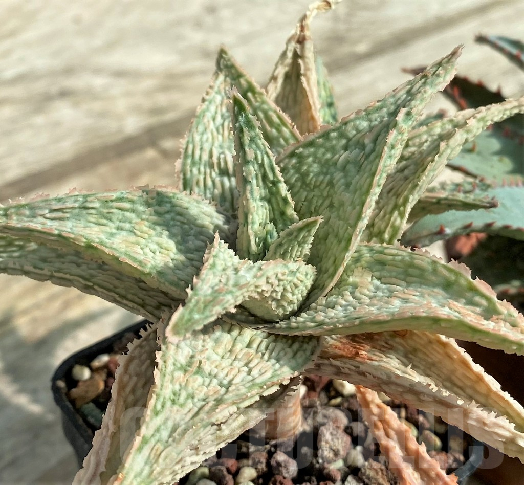 SET161 Aloe hybrid mix - Image 3