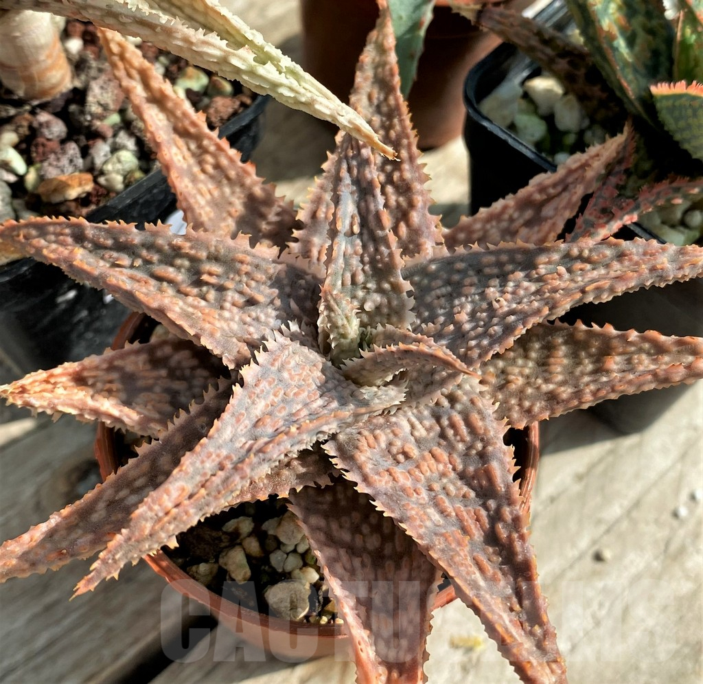 SET161 Aloe hybrid mix - Image 4