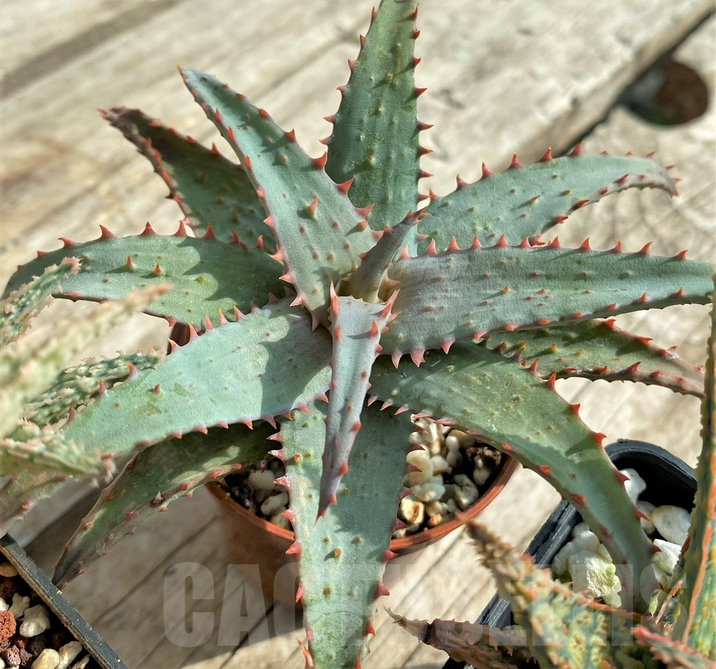 SET161 Aloe hybrid mix - Image 5