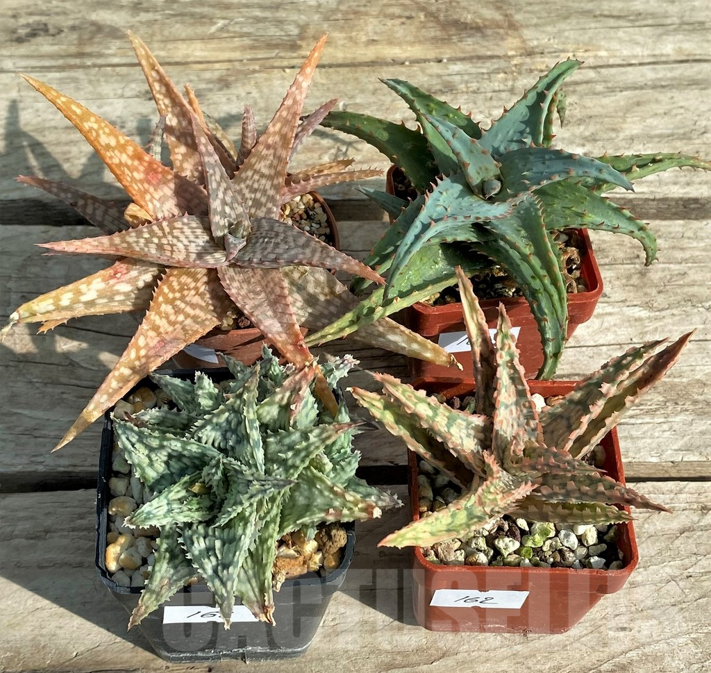 SET162 Aloe hybrid mix - Image 2