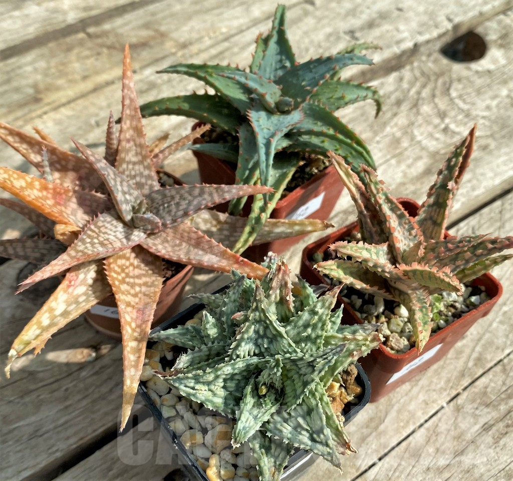 SET162 Aloe hybrid mix