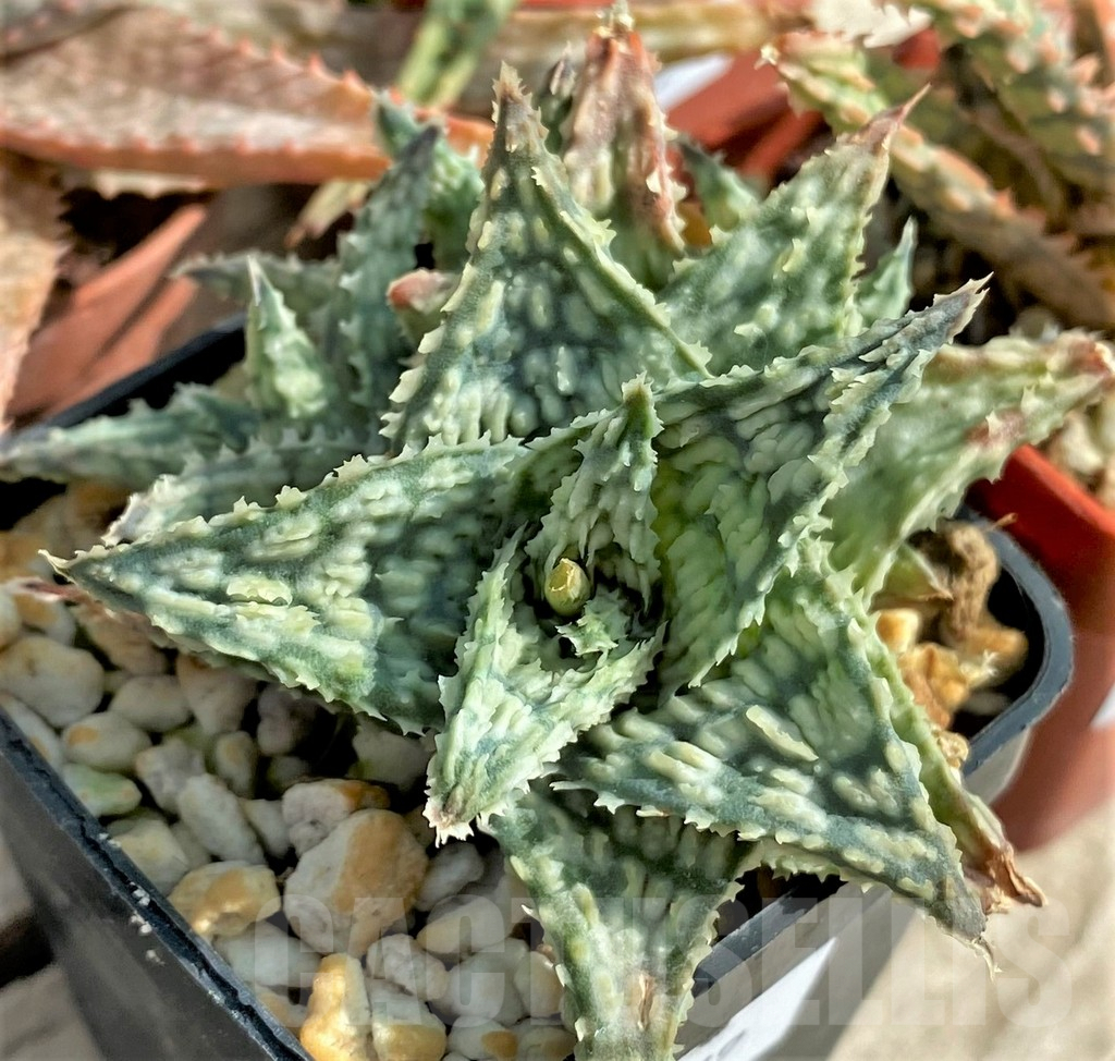 SET162 Aloe hybrid mix - Image 3