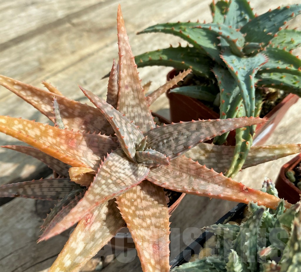 SET162 Aloe hybrid mix - Image 4