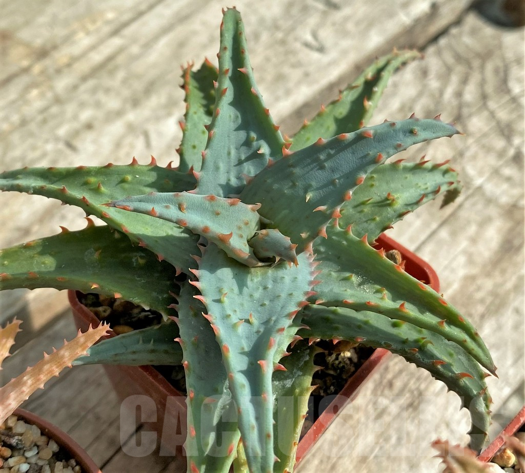 SET162 Aloe hybrid mix - Image 5