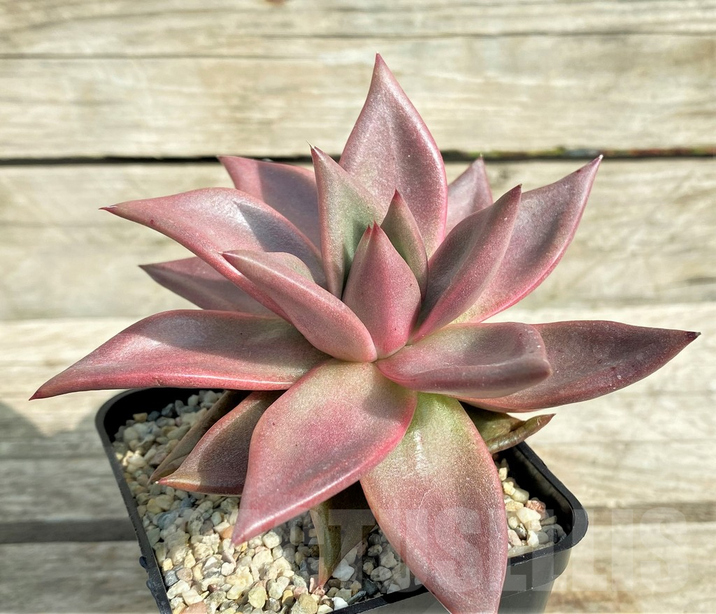 SHPR32027 Echeveria 'Taurus'