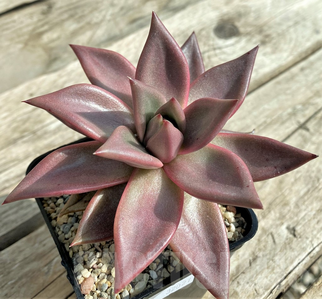 SHPR32027 Echeveria 'Taurus' - Image 2