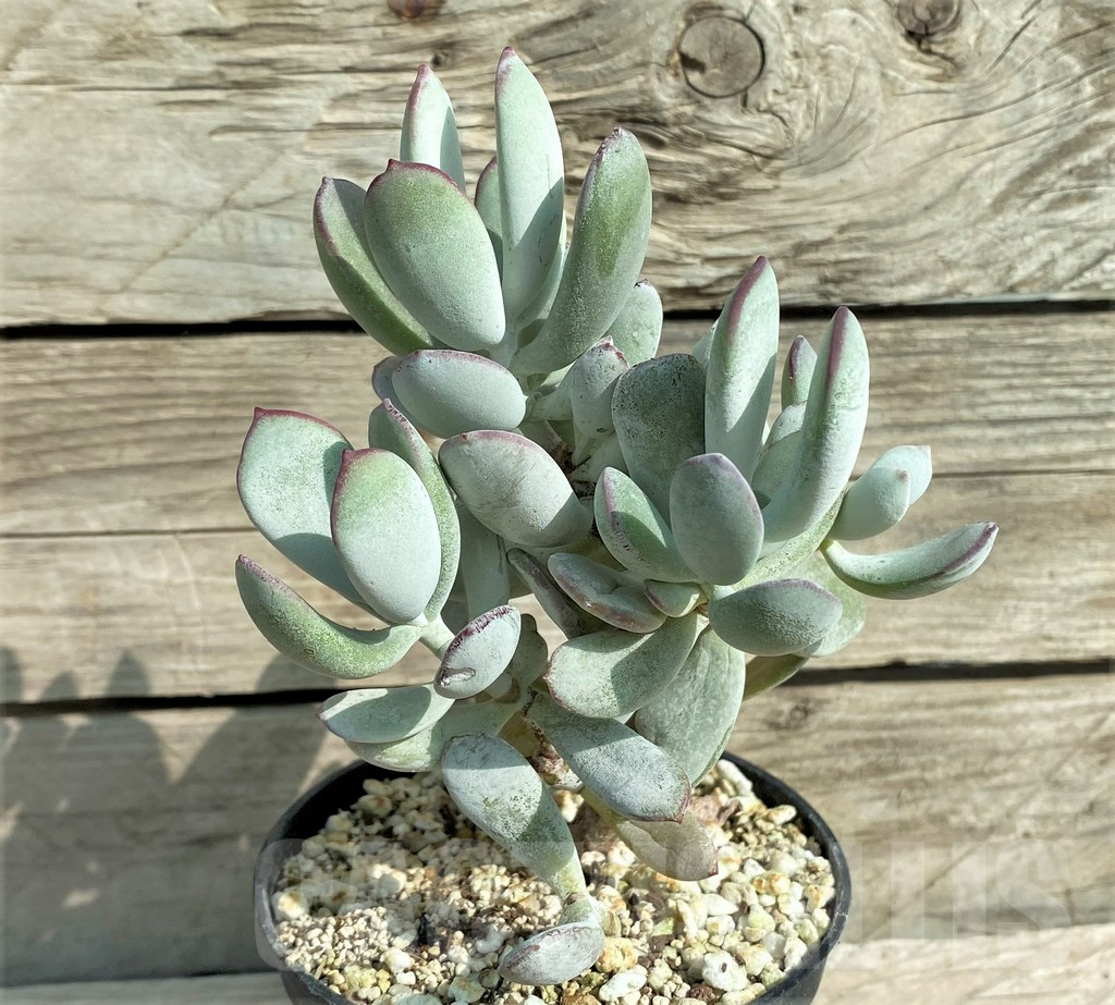 SHPR32028 Cotyledon orbiculata ‘Oophylla’