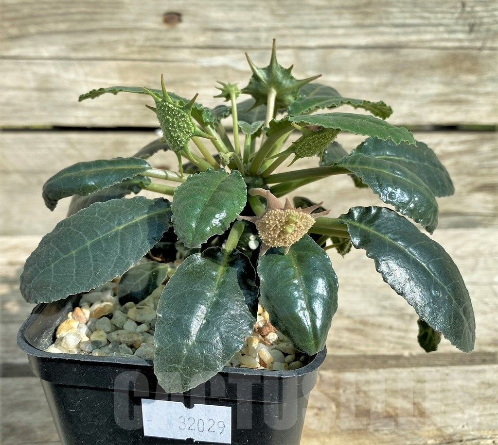 SHPR32029 Dorstenia foetida - immagine 2