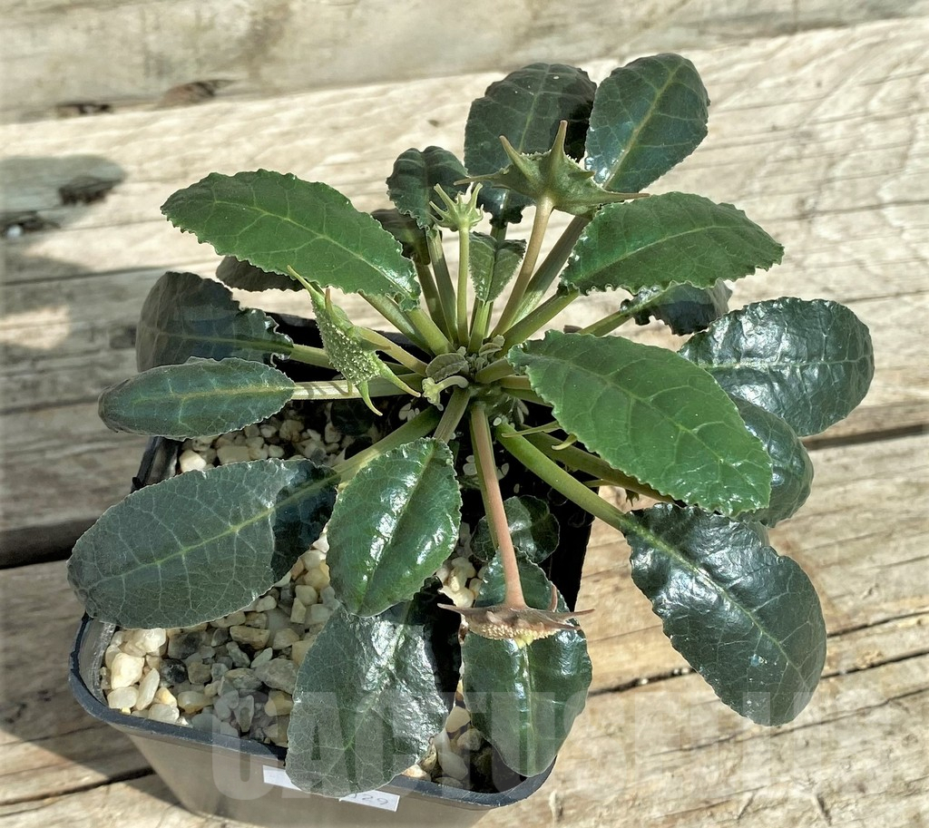 SHPR32029 Dorstenia foetida - immagine 3
