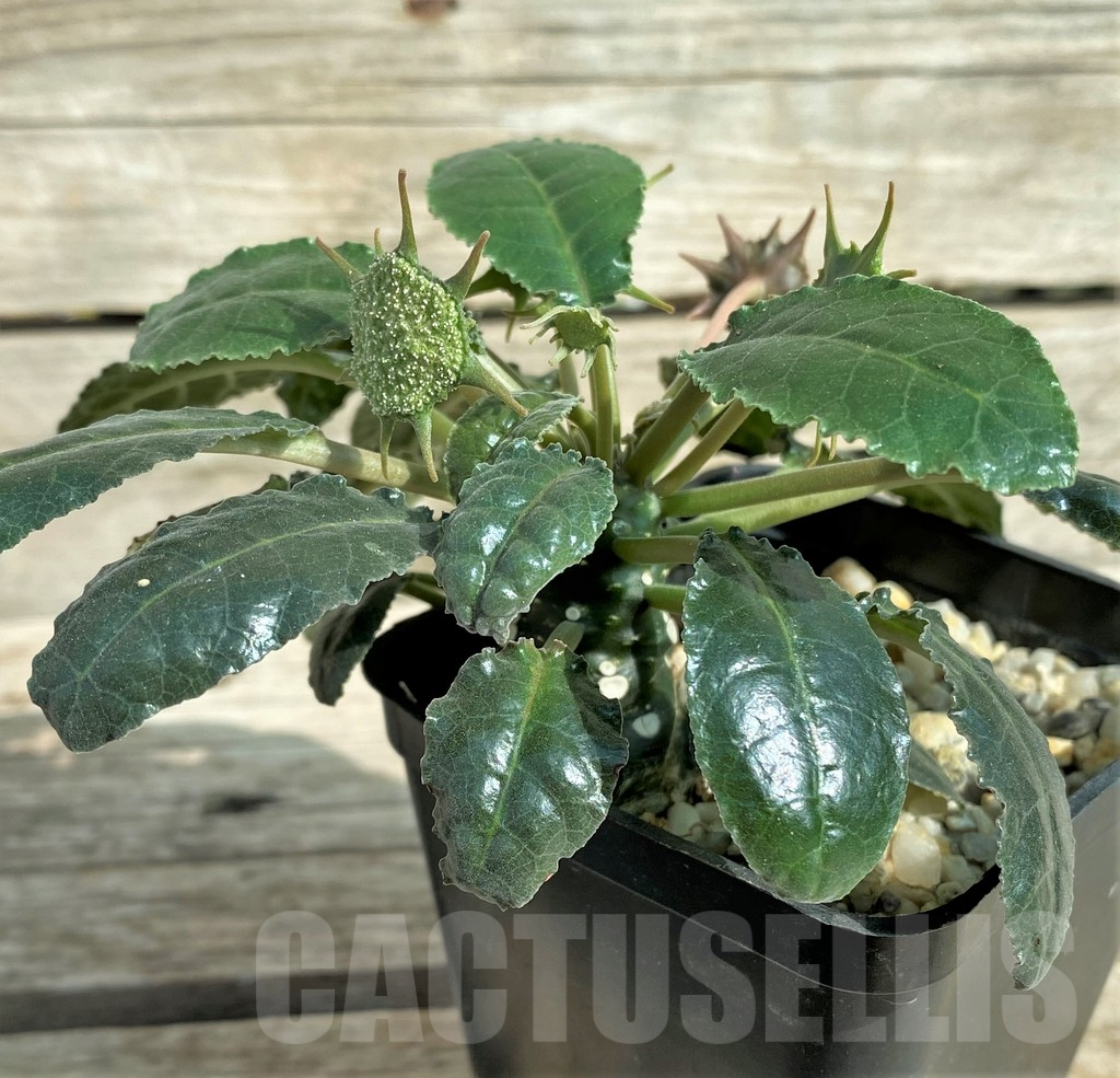 SHPR32029 Dorstenia foetida