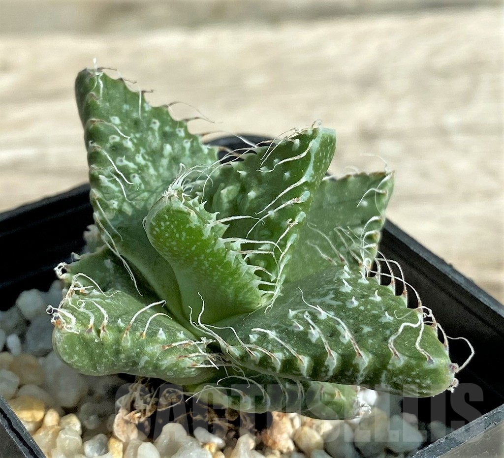 SHPR32030 Faucaria tuberculosa -Japan-