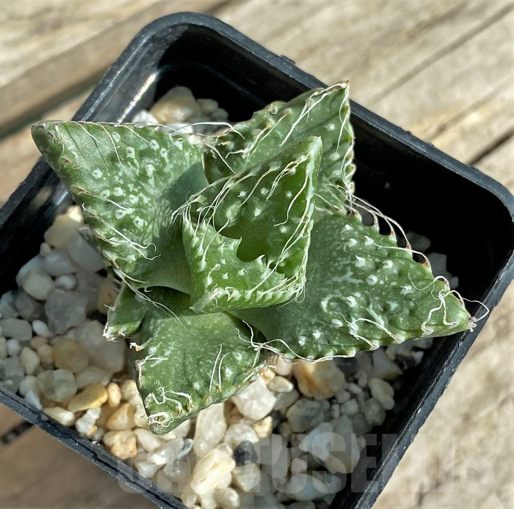 SHPR32030 Faucaria tuberculosa -Japan- - immagine 2