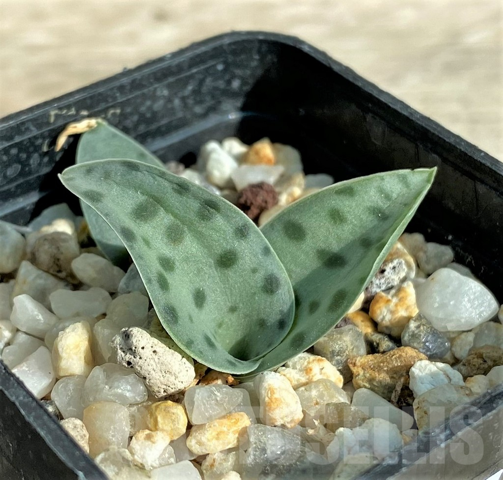 SHPR32031 Scilla sp. RM342