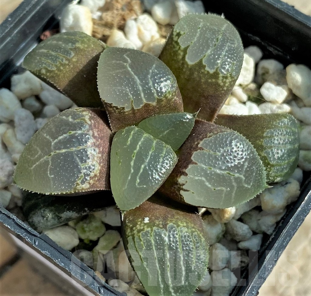 SHPR32032 Haworthia bayeri hybrid