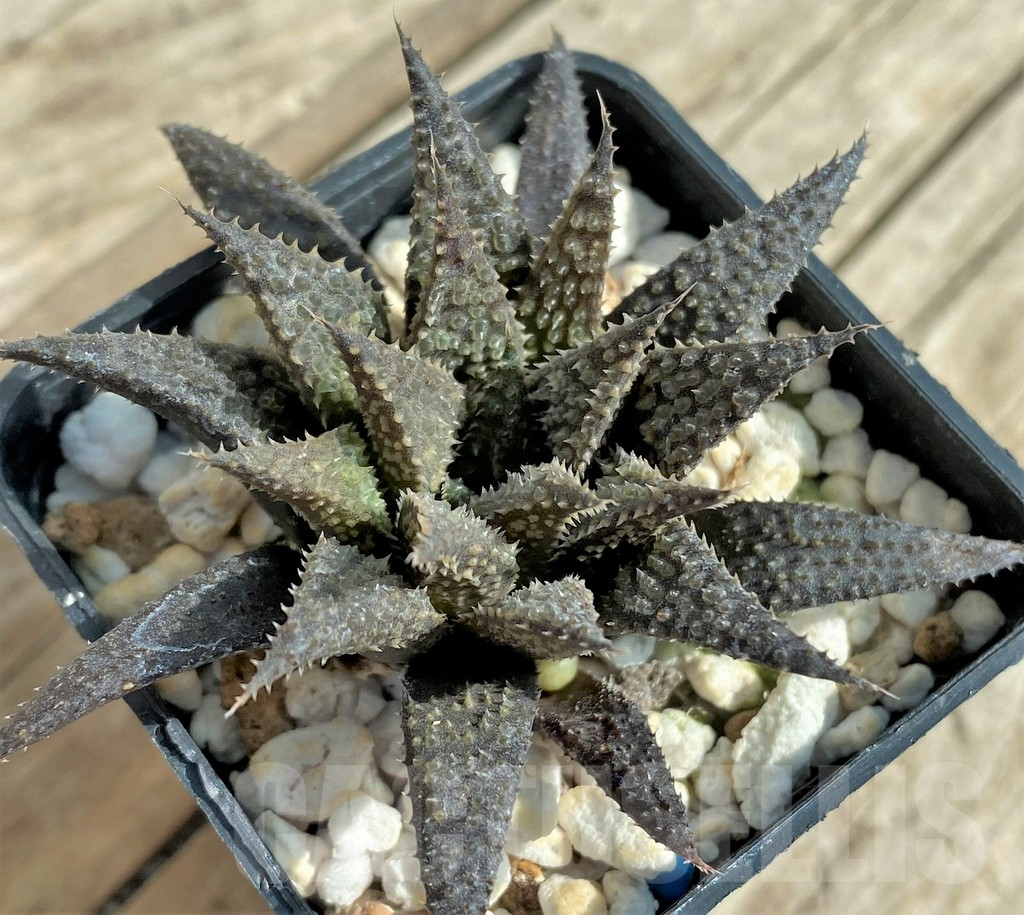 SHPR32033 Haworthia pulchella hybrid - immagine 2
