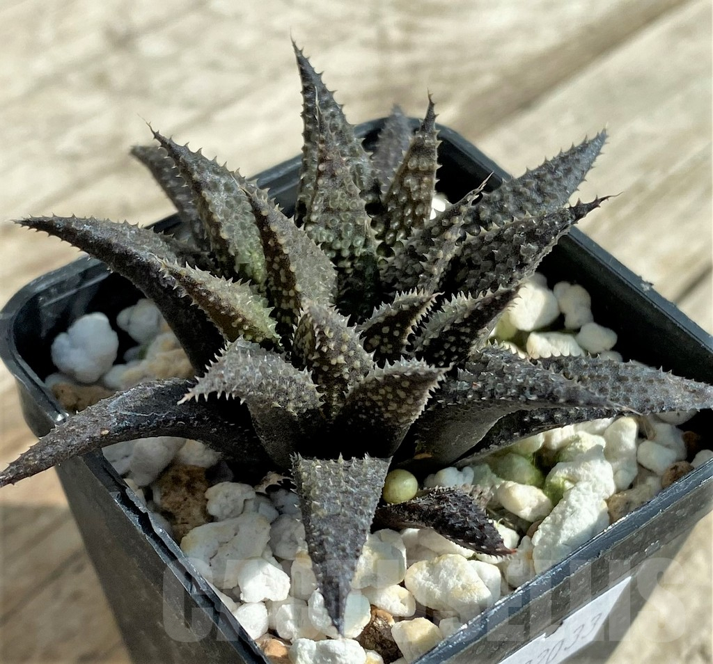SHPR32033 Haworthia pulchella hybrid