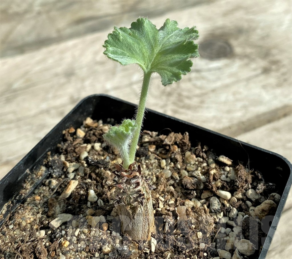 SHPR32034 Pelargonium crassicaule - immagine 2