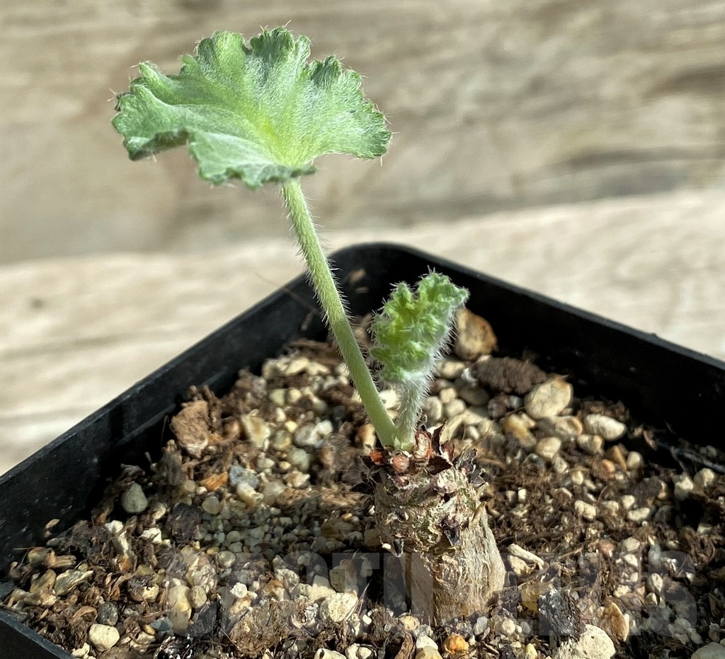 SHPR32034 Pelargonium crassicaule