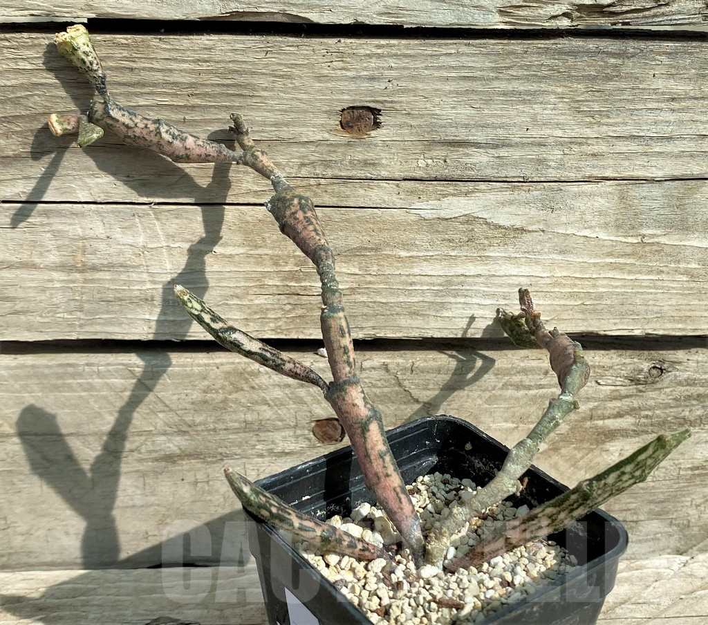 SHPR32035 Euphorbia platyclada