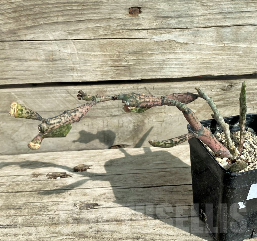 SHPR32035 Euphorbia platyclada - immagine 2