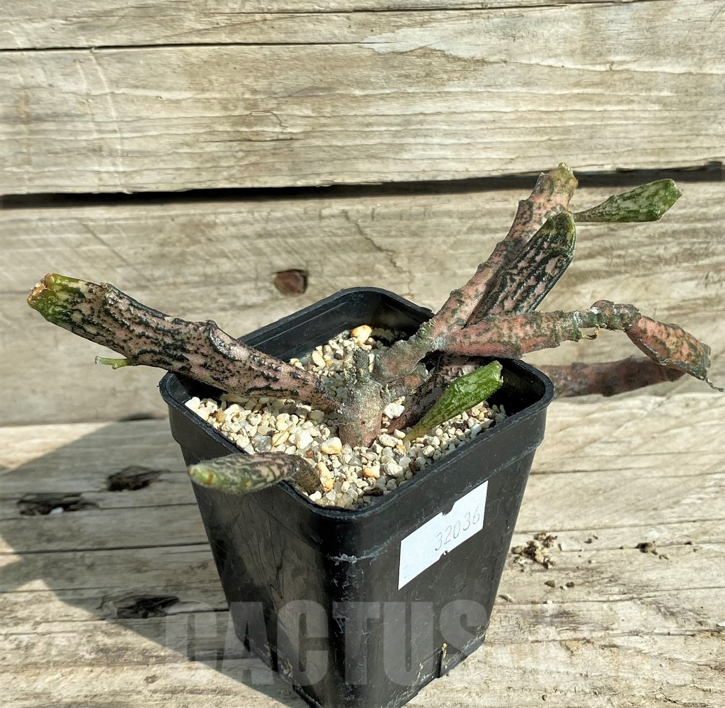 SHPR32036 Euphorbia platyclada - Image 2
