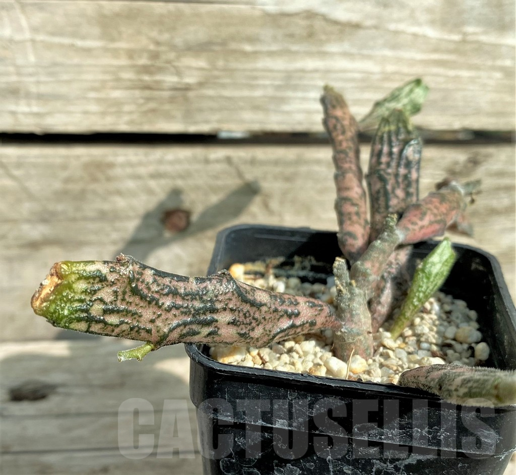 SHPR32036 Euphorbia platyclada
