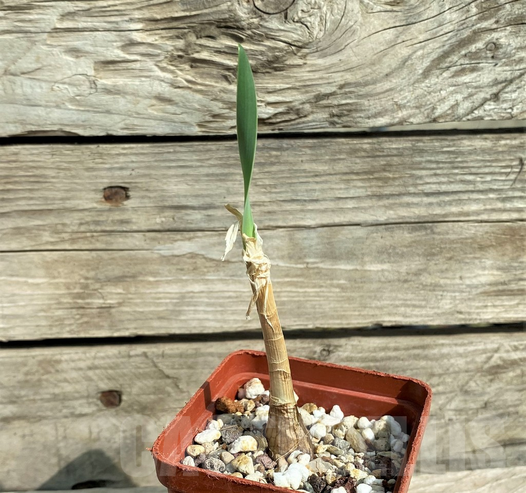 SHPR32037 Boophone disticha