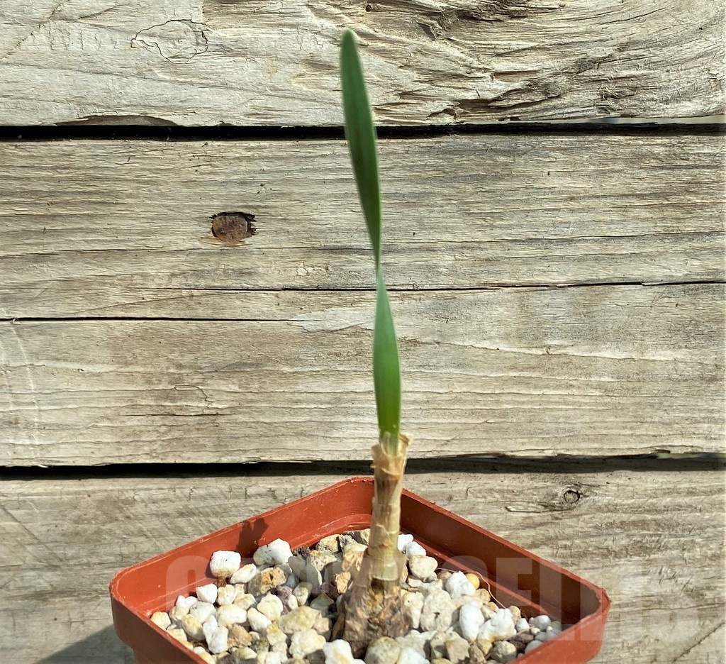 SHPR32038 Boophone disticha