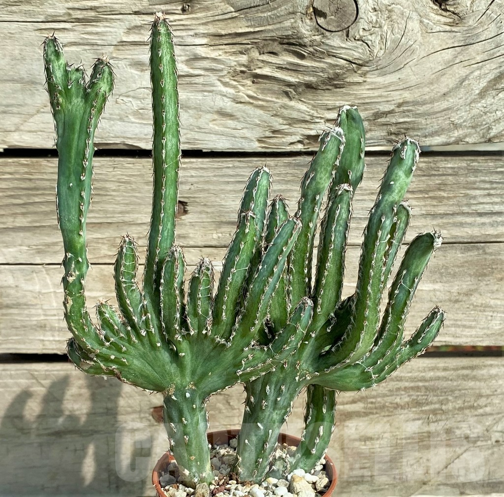 SHPR32040 Monvillea spegazzinii f. cristata