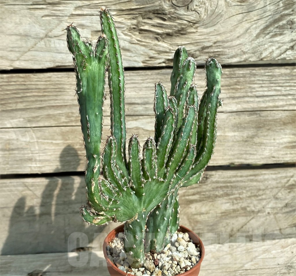 SHPR32040 Monvillea spegazzinii f. cristata - immagine 2