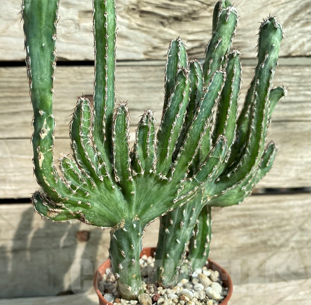 SHPR32040 Monvillea spegazzinii f. cristata - immagine 3