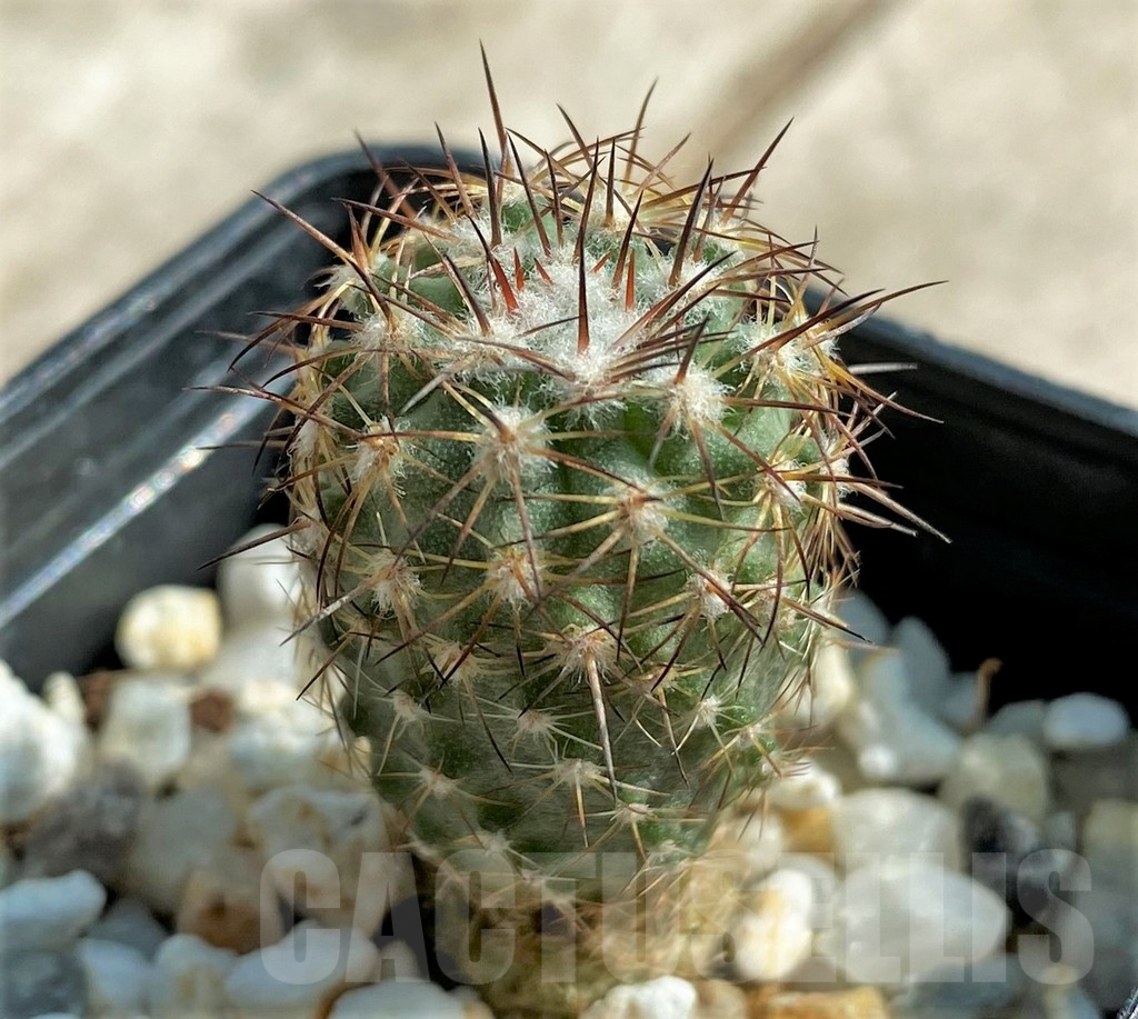 SHPR32041 Neoporteria islayensis f. molendensis KK681