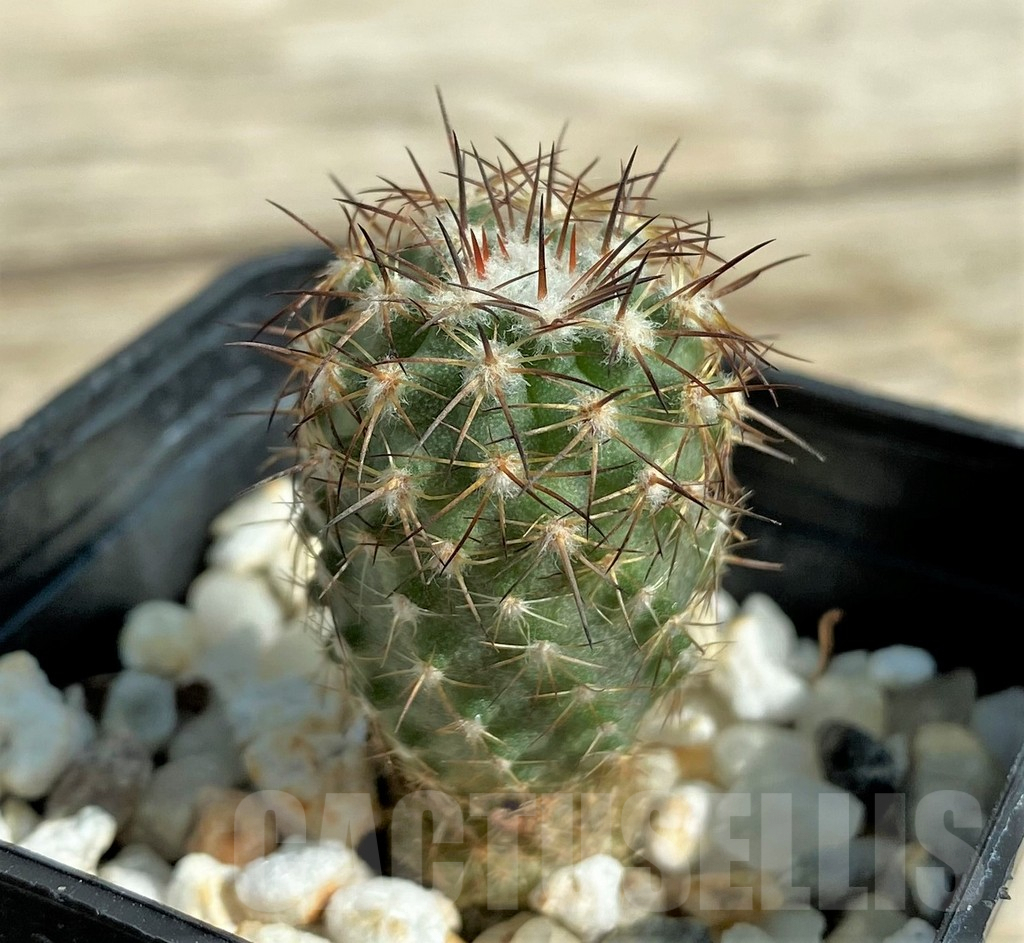 SHPR32041 Neoporteria islayensis f. molendensis KK681 - immagine 2