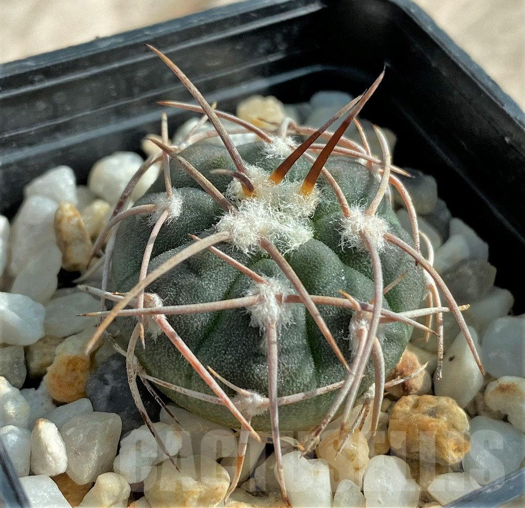 SHPR32043 Gymnocalycium coloradense VS 809 -Los Colorados-